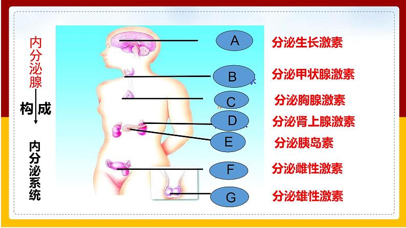 第5章 人体生命活动的调节 第1节 人体的激素调节课件PPT第5页