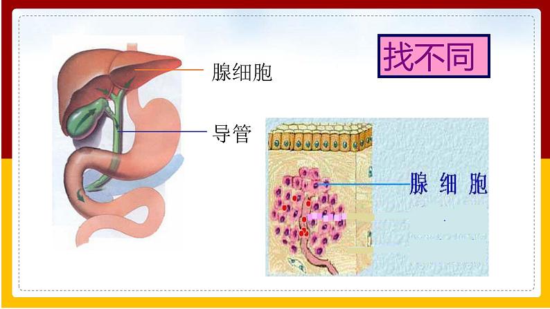 第5章 人体生命活动的调节 第1节 人体的激素调节课件PPT第6页