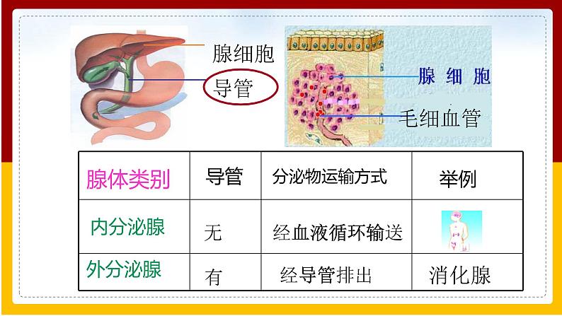 第5章 人体生命活动的调节 第1节 人体的激素调节课件PPT第7页