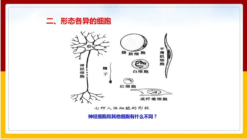 第5章 人体生命活动的调节 第2节 神经调节的结构基础课件PPT05