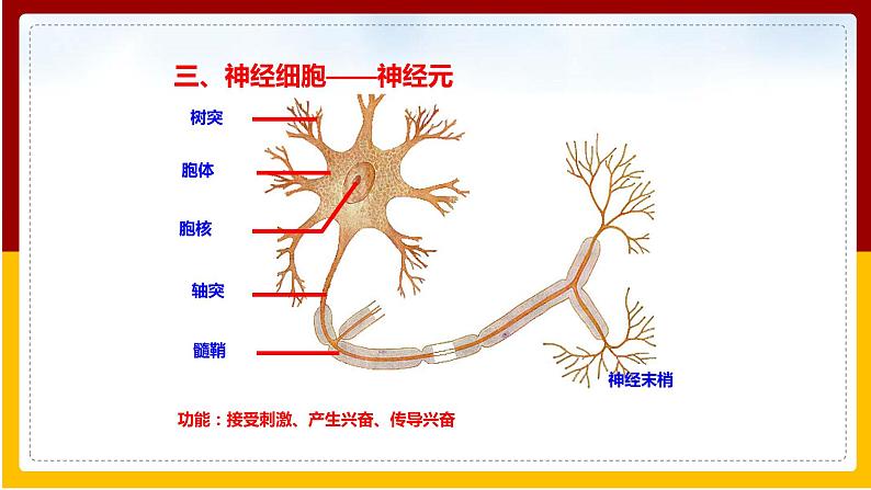 第5章 人体生命活动的调节 第2节 神经调节的结构基础课件PPT06