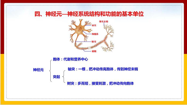 第5章 人体生命活动的调节 第2节 神经调节的结构基础课件PPT07
