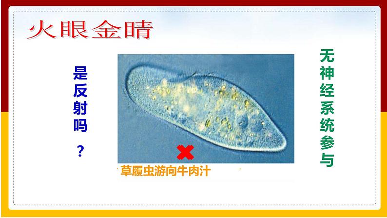 第5章 人体生命活动的调节 第3节 神经调节的基本方式课件PPT第4页