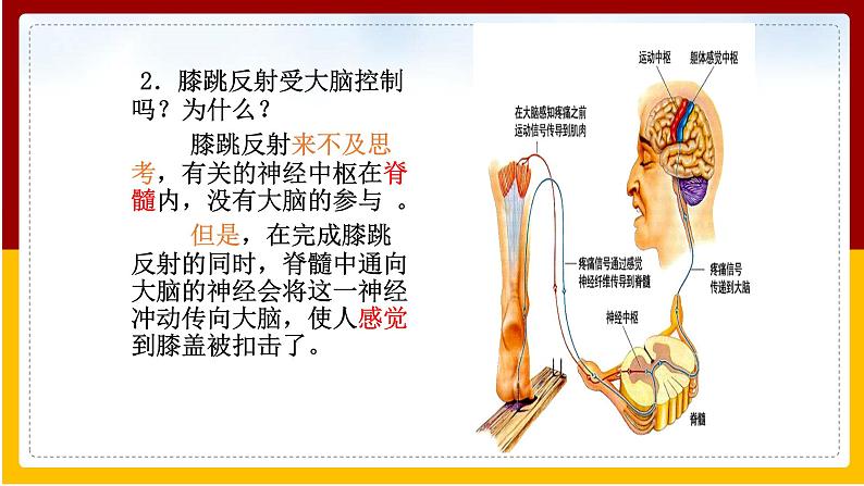 第5章 人体生命活动的调节 第3节 神经调节的基本方式课件PPT第7页