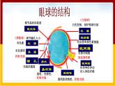 第5章 人体生命活动的调节 第4节 人体对周围世界的感知课件PPT