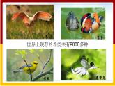 第8单元 生物的生殖、发育与遗传 第21章 生物的生殖与发育 第5节 鸟类的生殖与发育课件PPT