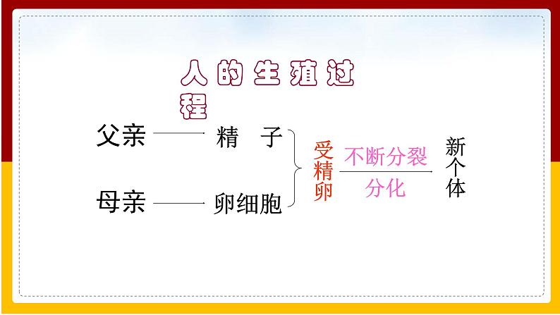 第8单元 生物的生殖、发育与遗传 第22章 生物的遗传和变异 第2节 人的性状和遗传课件PPT08