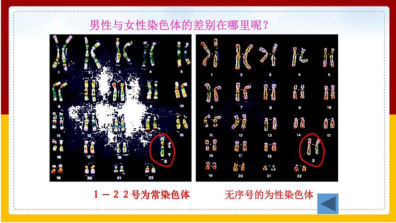 第8单元 生物的生殖、发育与遗传 第22章 生物的遗传和变异 第3节 人的性别决定课件PPT06