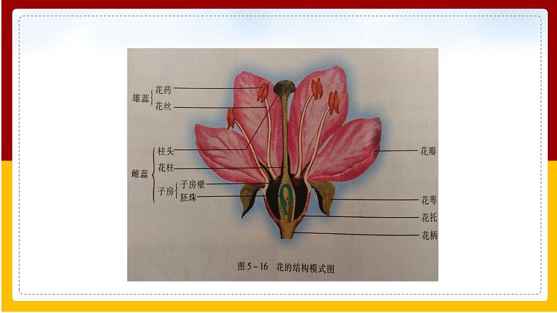 第8单元 生物的生殖、发育与遗传 第21章 生物的生殖与发育 第2节 植物的有性生殖课件PPT04