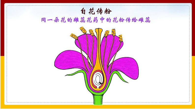第8单元 生物的生殖、发育与遗传 第21章 生物的生殖与发育 第2节 植物的有性生殖课件PPT07
