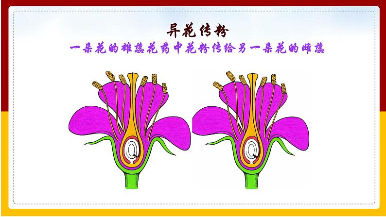 第8单元 生物的生殖、发育与遗传 第21章 生物的生殖与发育 第2节 植物的有性生殖课件PPT08