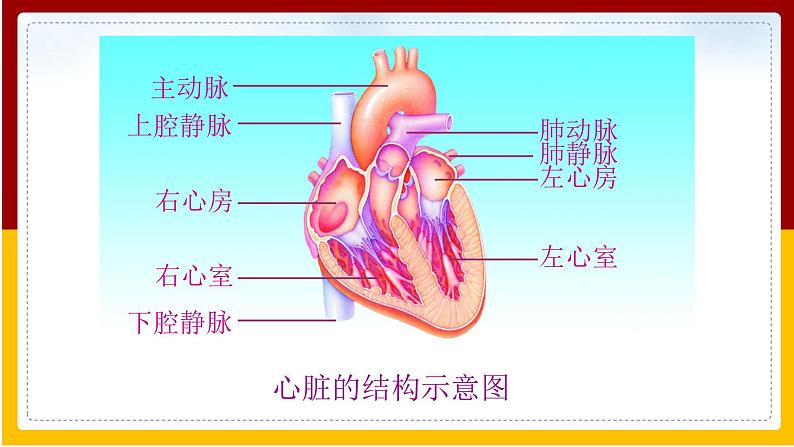 第10单元 健康地生活 第25章 疾病与免疫 第2节 威胁健康的主要疾病课件PPT03