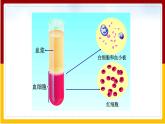 第10章 人体的物质运输和能量供给 第1节 血液和血型（1）课件PPT