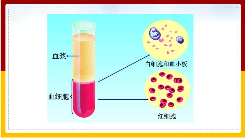 第10章 人体的物质运输和能量供给 第1节 血液和血型（1）课件PPT05