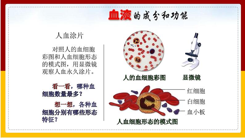 第10章 人体的物质运输和能量供给 第1节 血液和血型（1）课件PPT07