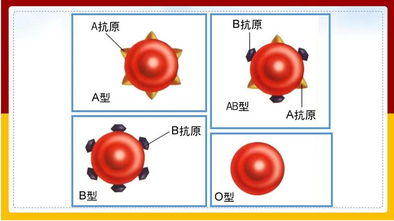 第10章 人体的物质运输和能量供给 第1节 血液和血型（2）课件PPT第5页