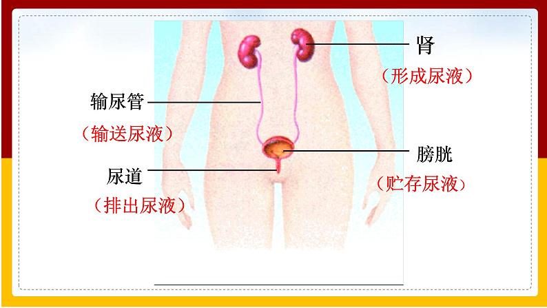 第11章 人体内的废物排入环境 第1节 人体泌尿系统的组成课件PPT第3页