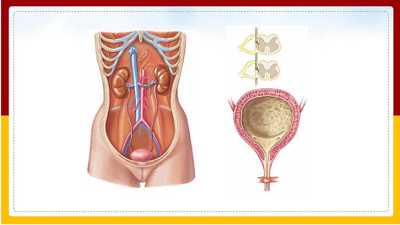 第11章 人体内的废物排入环境 第1节 人体泌尿系统的组成课件PPT第4页