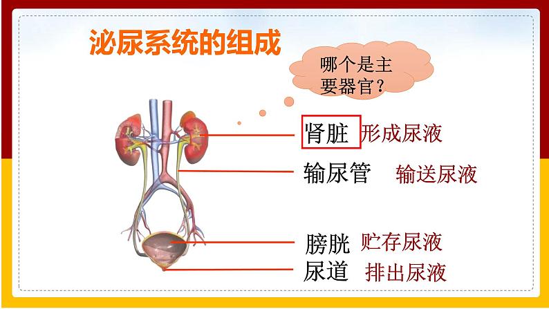 第11章 人体内的废物排入环境 第1节 人体泌尿系统的组成课件PPT第5页