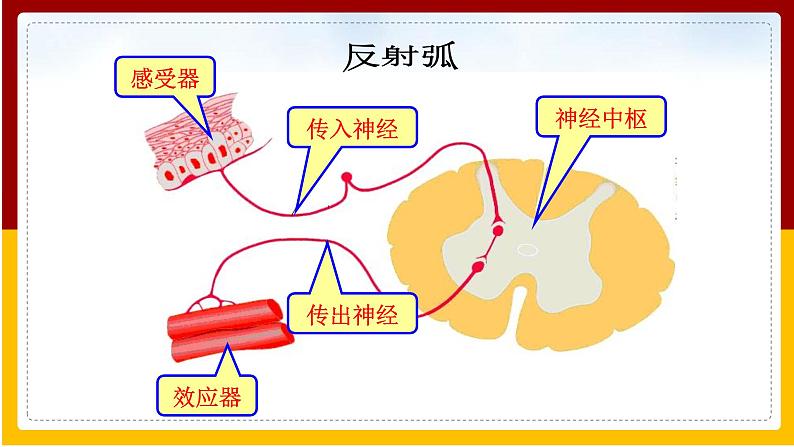 第12章 人体生命活动的调节 第2课 人体的神经调节（2）课件PPT07