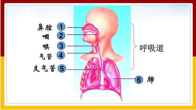 第10章 人体的物质运输和能量供给第3节 人体和外界环境的气体交换课件PPT03