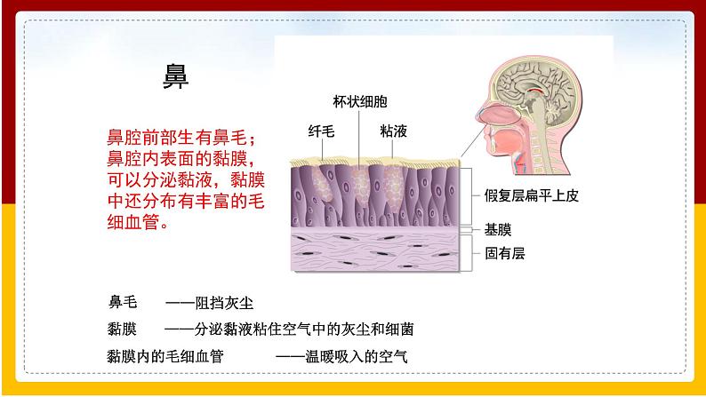 第10章 人体的物质运输和能量供给第3节 人体和外界环境的气体交换课件PPT06