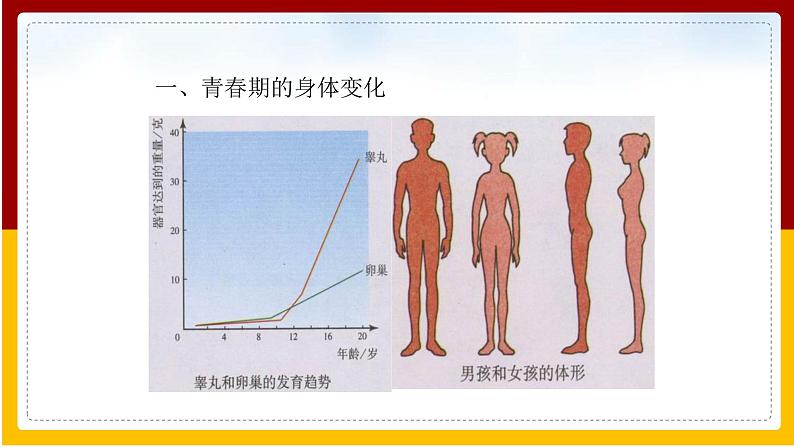 第8章 人的生殖与发育 第2节 人的生长发育和青春期课件PPT05