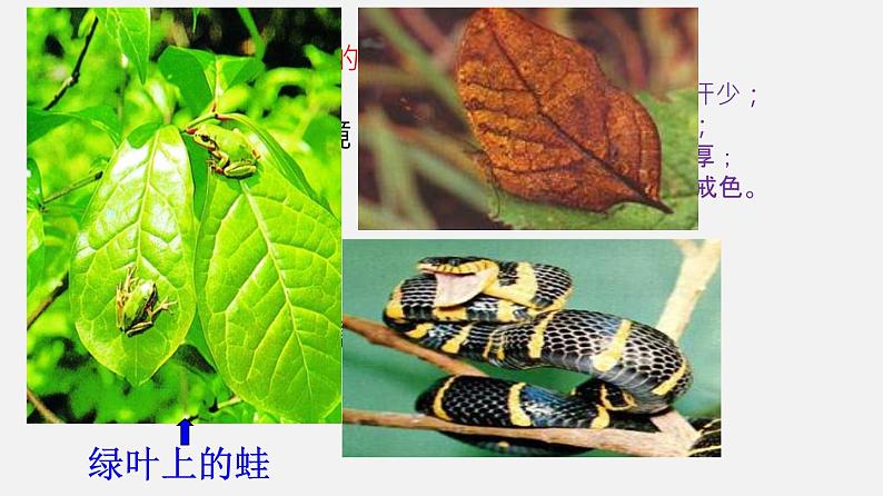 人教版初中生物复习 专题1生物和生物圈课件07