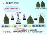 《病毒》课件