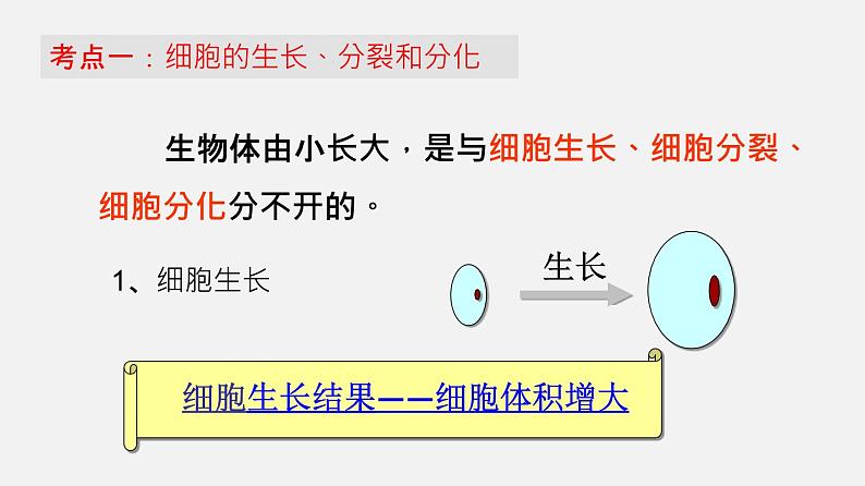 人教版初中生物复习 专题3 细胞怎样构成生物体课件第3页