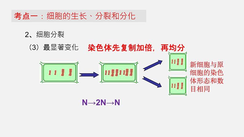 人教版初中生物复习 专题3 细胞怎样构成生物体课件第5页