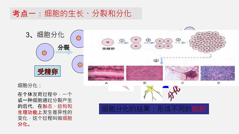 人教版初中生物复习 专题3 细胞怎样构成生物体课件第6页