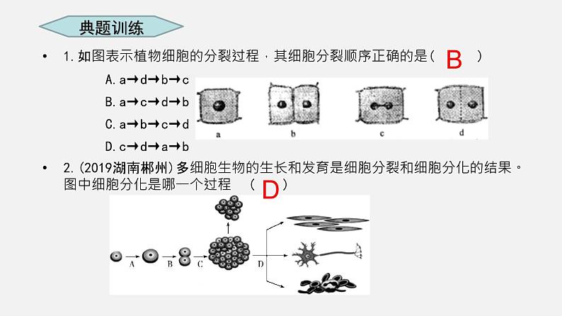 人教版初中生物复习 专题3 细胞怎样构成生物体课件第7页