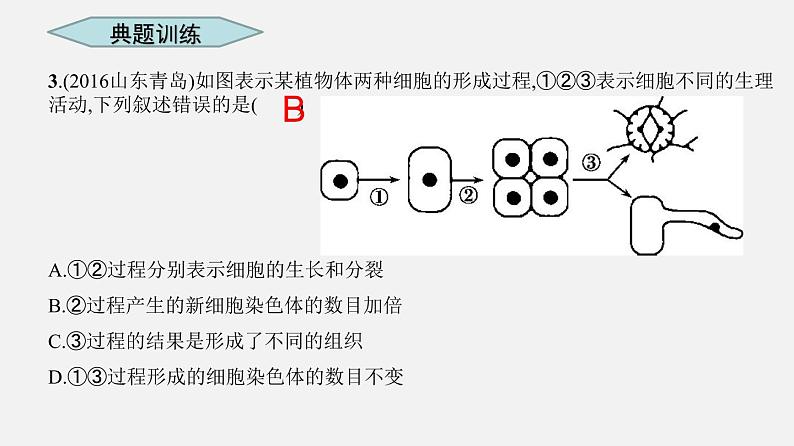 人教版初中生物复习 专题3 细胞怎样构成生物体课件第8页