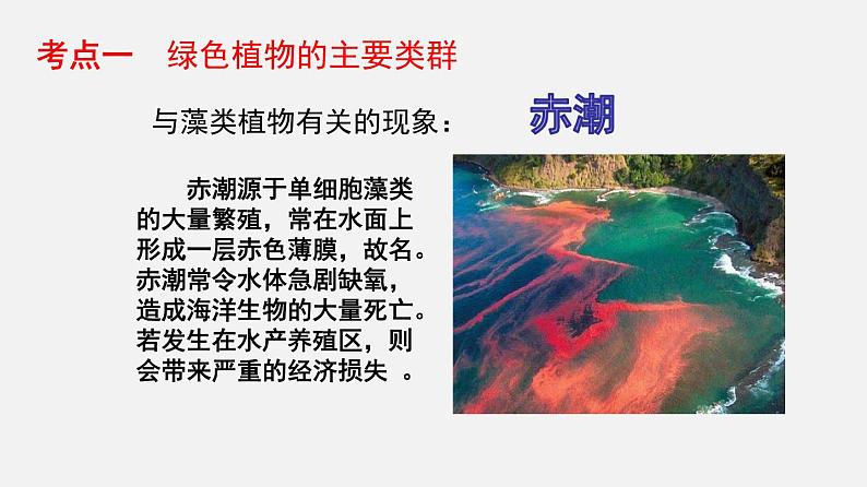 人教版初中生物复习 专题4 生物圈中有哪些绿色植物 课件第8页