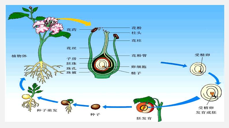 人教版初中生物复习 专题5被子植物的一生课件03