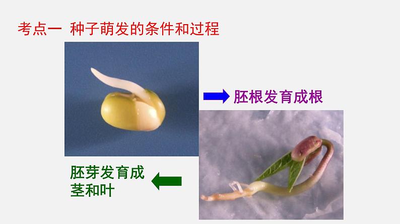 人教版初中生物复习 专题5被子植物的一生课件06