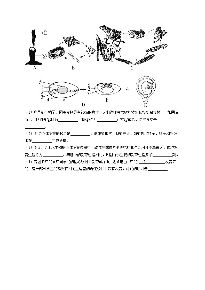 专题十一 生物的生殖和发育-2022届中考生物一轮复习专项通关训练03