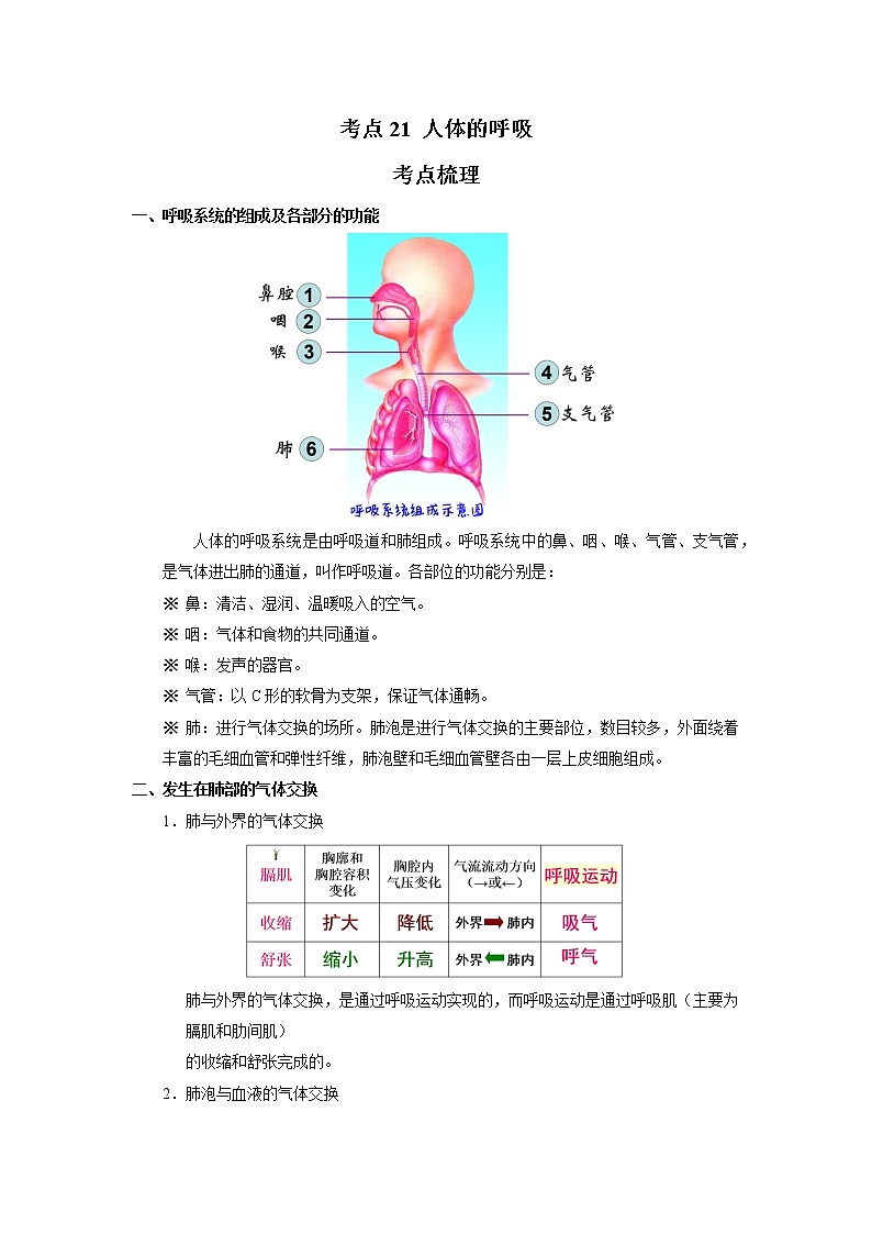 考点21 人体的呼吸（解析版）-2022年生物中考一轮过关讲练（人教版）第1页