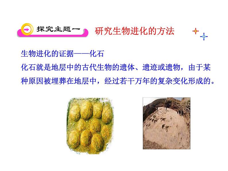 第二节 生物进化的历程 　课件07