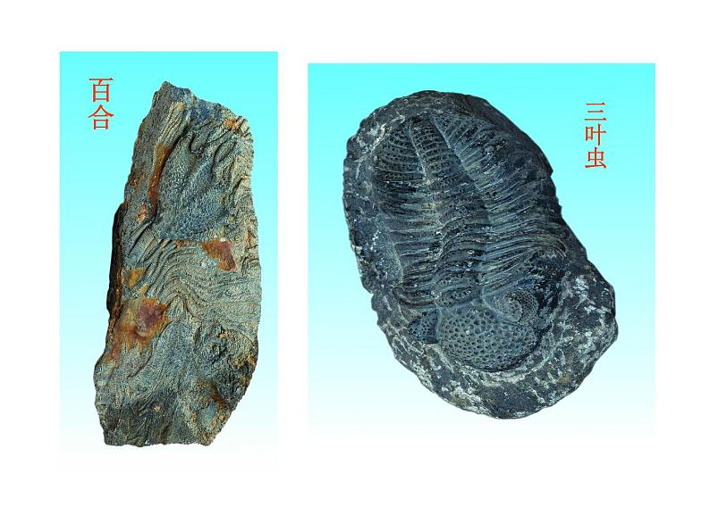 第二节 生物进化的历程 　课件08