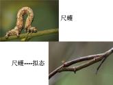 第三节 生物进化的原因　课件