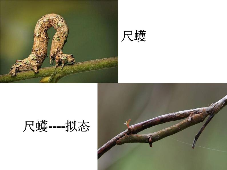 第三节 生物进化的原因　课件03