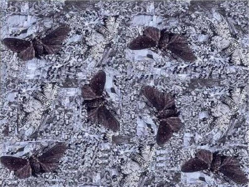 第三节 生物进化的原因　课件05