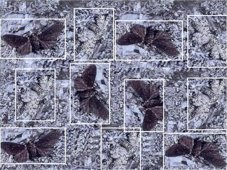 第三节 生物进化的原因　课件06