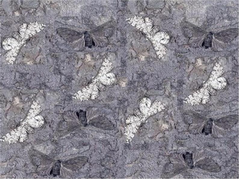 第三节 生物进化的原因　课件07