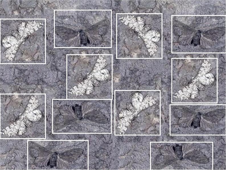 第三节 生物进化的原因　课件08