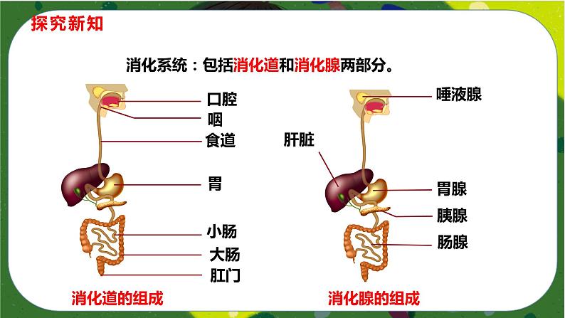 2.2 消化和吸收(课件PPT)-2021-2022学年七年级下册初一生物(人教版)05