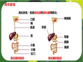 2.2 消化和吸收(课件PPT)-2021-2022学年七年级下册初一生物(人教版)