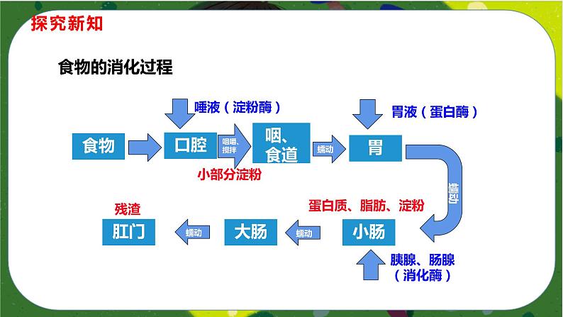 2.2 消化和吸收(课件PPT)-2021-2022学年七年级下册初一生物(人教版)06